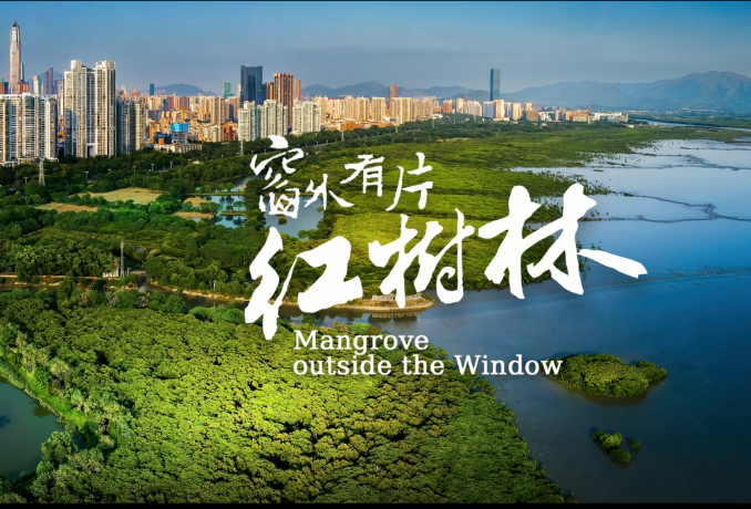 窗外有片红树林